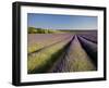 Lavender Fields, Provence, France, Europe-Ben Pipe-Framed Photographic Print