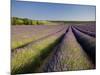 Lavender Fields, Provence, France, Europe-Ben Pipe-Mounted Photographic Print