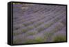 Lavender Fields, Provence, France, Europe-Angelo Cavalli-Framed Stretched Canvas