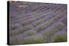 Lavender Fields, Provence, France, Europe-Angelo Cavalli-Stretched Canvas