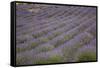 Lavender Fields, Provence, France, Europe-Angelo Cavalli-Framed Stretched Canvas