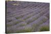 Lavender Fields, Provence, France, Europe-Angelo Cavalli-Stretched Canvas