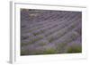 Lavender Fields, Provence, France, Europe-Angelo Cavalli-Framed Photographic Print