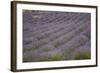 Lavender Fields, Provence, France, Europe-Angelo Cavalli-Framed Photographic Print