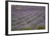 Lavender Fields, Provence, France, Europe-Angelo Cavalli-Framed Photographic Print