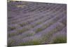 Lavender Fields, Provence, France, Europe-Angelo Cavalli-Mounted Photographic Print