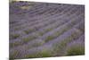 Lavender Fields, Provence, France, Europe-Angelo Cavalli-Mounted Photographic Print