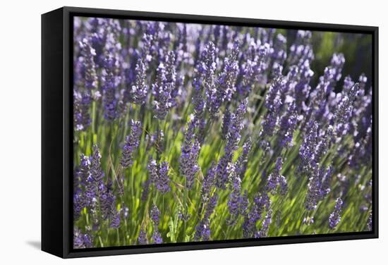 Lavender Fields, Provence, France, Europe-Angelo Cavalli-Framed Stretched Canvas