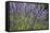 Lavender Fields, Provence, France, Europe-Angelo Cavalli-Framed Stretched Canvas