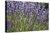 Lavender Fields, Provence, France, Europe-Angelo Cavalli-Stretched Canvas