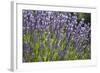 Lavender Fields, Provence, France, Europe-Angelo Cavalli-Framed Photographic Print