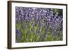 Lavender Fields, Provence, France, Europe-Angelo Cavalli-Framed Photographic Print