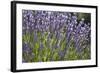 Lavender Fields, Provence, France, Europe-Angelo Cavalli-Framed Photographic Print