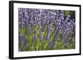 Lavender Fields, Provence, France, Europe-Angelo Cavalli-Framed Photographic Print