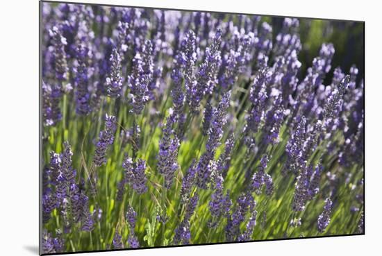 Lavender Fields, Provence, France, Europe-Angelo Cavalli-Mounted Photographic Print