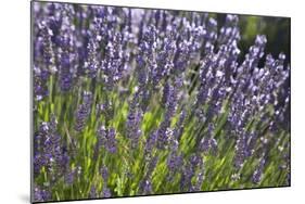 Lavender Fields, Provence, France, Europe-Angelo Cavalli-Mounted Photographic Print