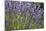 Lavender Fields, Provence, France, Europe-Angelo Cavalli-Mounted Photographic Print