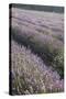 Lavender Fields, Provence, France, Europe-Angelo Cavalli-Stretched Canvas