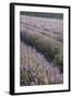 Lavender Fields, Provence, France, Europe-Angelo Cavalli-Framed Photographic Print