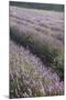 Lavender Fields, Provence, France, Europe-Angelo Cavalli-Mounted Photographic Print