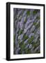 Lavender Fields, Provence, France, Europe-Angelo Cavalli-Framed Photographic Print