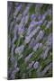 Lavender Fields, Provence, France, Europe-Angelo Cavalli-Mounted Photographic Print