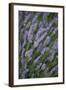 Lavender Fields, Provence, France, Europe-Angelo Cavalli-Framed Photographic Print