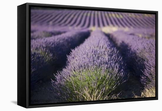 Lavender Fields, Provence, France, Europe-Angelo Cavalli-Framed Stretched Canvas