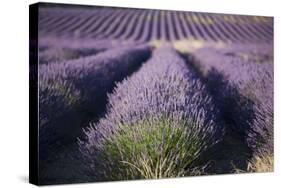 Lavender Fields, Provence, France, Europe-Angelo Cavalli-Stretched Canvas