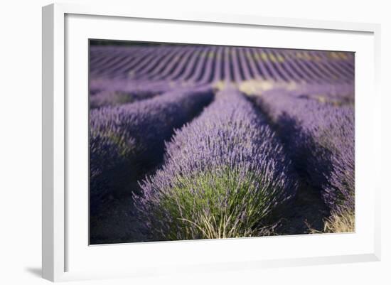 Lavender Fields, Provence, France, Europe-Angelo Cavalli-Framed Photographic Print