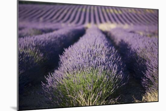 Lavender Fields, Provence, France, Europe-Angelo Cavalli-Mounted Photographic Print