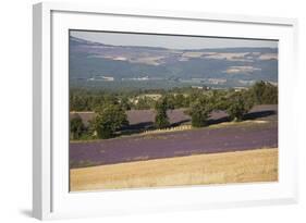 Lavender Fields, Provence, France, Europe-Angelo Cavalli-Framed Photographic Print