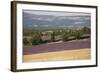 Lavender Fields, Provence, France, Europe-Angelo Cavalli-Framed Photographic Print