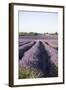 Lavender Fields, Provence, France, Europe-Angelo Cavalli-Framed Photographic Print