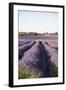 Lavender Fields, Provence, France, Europe-Angelo Cavalli-Framed Photographic Print