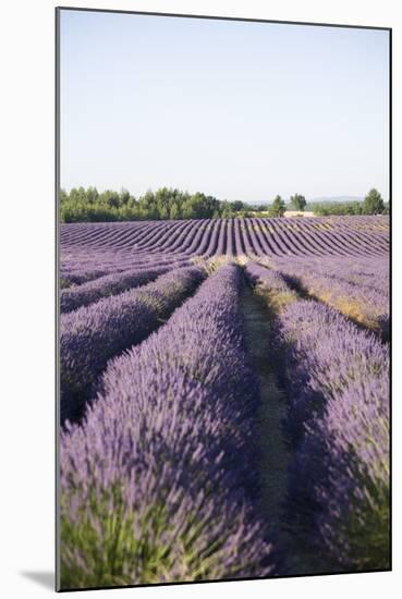 Lavender Fields, Provence, France, Europe-Angelo Cavalli-Mounted Photographic Print