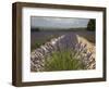 Lavender Fields, Provence, France, Europe-Angelo Cavalli-Framed Photographic Print