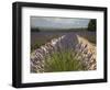 Lavender Fields, Provence, France, Europe-Angelo Cavalli-Framed Photographic Print