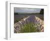 Lavender Fields, Provence, France, Europe-Angelo Cavalli-Framed Photographic Print