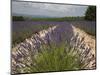 Lavender Fields, Provence, France, Europe-Angelo Cavalli-Mounted Photographic Print