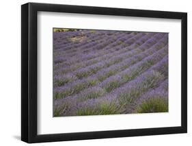 Lavender Fields, Provence, France, Europe-Angelo Cavalli-Framed Photographic Print