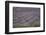 Lavender Fields, Provence, France, Europe-Angelo Cavalli-Framed Photographic Print