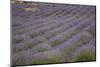 Lavender Fields, Provence, France, Europe-Angelo Cavalli-Mounted Photographic Print