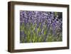 Lavender Fields, Provence, France, Europe-Angelo Cavalli-Framed Photographic Print