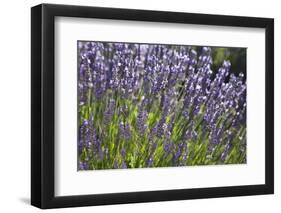 Lavender Fields, Provence, France, Europe-Angelo Cavalli-Framed Photographic Print