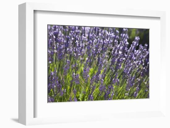 Lavender Fields, Provence, France, Europe-Angelo Cavalli-Framed Photographic Print