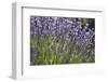 Lavender Fields, Provence, France, Europe-Angelo Cavalli-Framed Photographic Print