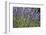 Lavender Fields, Provence, France, Europe-Angelo Cavalli-Framed Photographic Print