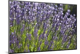 Lavender Fields, Provence, France, Europe-Angelo Cavalli-Mounted Photographic Print