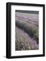 Lavender Fields, Provence, France, Europe-Angelo Cavalli-Framed Photographic Print